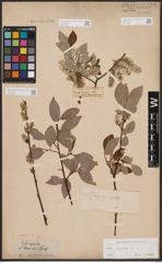 Foto von Salix caprea L.
